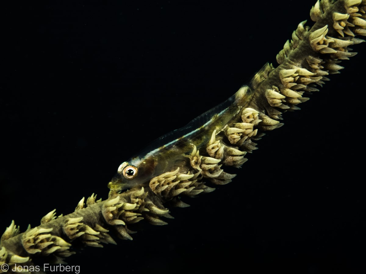 Whip%20Coral%20Goby_small.jpg
