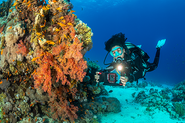 Interested In Underwater Photography But Don't Want To Splurge On A Camera...just Yet??