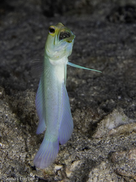 Yellowhead jawfish (c) Jonas Furberg