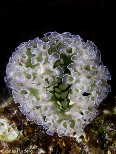 Lettuce sea slug (c) Jonas Furberg