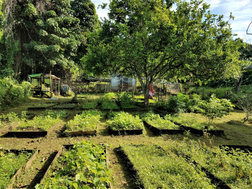 Organic gardens at Matava in Fiji
