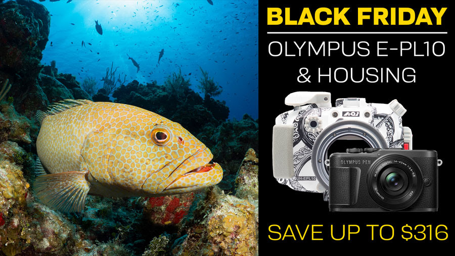 Black Friday: Save on Olympus E-PL10